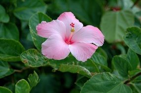 stunning Pink Hibiscus Flower