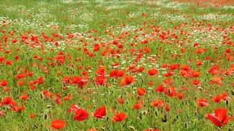 landscape of red Spring Poppy field