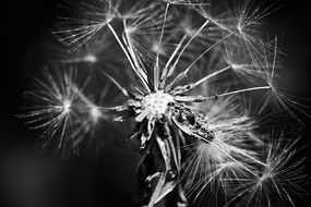 extraordinarily beautiful Dandelion Flower