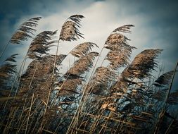 Reed grass on the meadow on the landscape