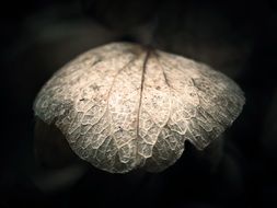 Close-up of the beautiful hydrangea leaf on a black background