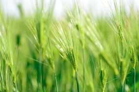 Green wheat in Japan