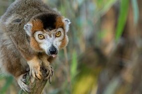 crowned lemur portrait
