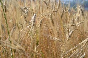 wheat field close up on a blurred background