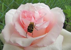 incredibly delicious Rose Pink and Beetle