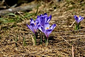crocuses among dry grass in the Tatras