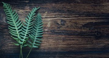 Fern Plant Nature