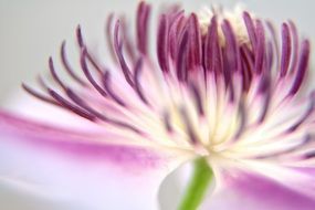 extraordinary beautiful Clematis Blossom