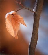 brown autumn leaf on a branch closeup