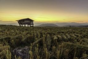 Garden Rice Sunset