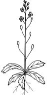 drawn herb
