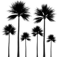 clipart of black silhouette of palm trees