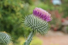 purple thistle flower in nature