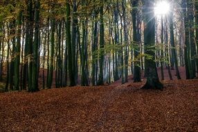 bright sunlight through forest trees