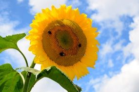 Bees on a sun Flower