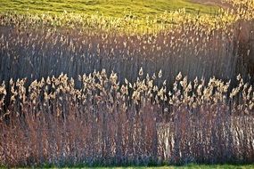 dry reed along the banks of the river Elba
