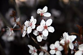 Macro photo of white spring flowers