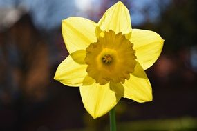 yellow daffodil in the sunlight