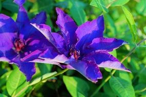 large bright blue flowers close up