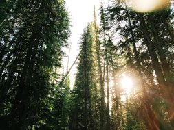 wonderful Forest Sunlight