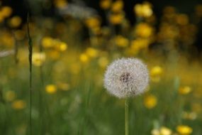 dandelion among the blossoming spring meadow