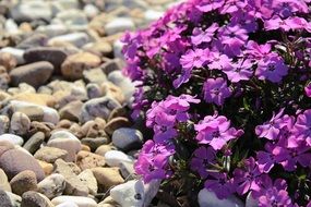 Natural Purple Flowers