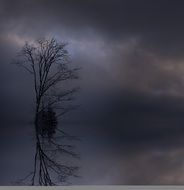 tree in a mystical dark fog landscape