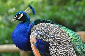 Peacock Profile