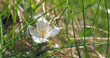 wonderful white Blossom