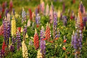 lupins summer flowers