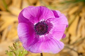 purple petals of the anemone