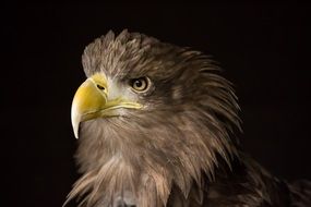 sea eagle profile