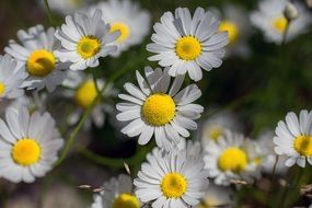 delightful beauty Daisy Flower