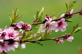 blooming pink branch of peach