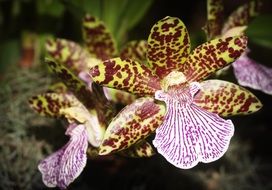 spotted orchid flower