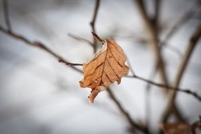 Macro photo of falling Leaf