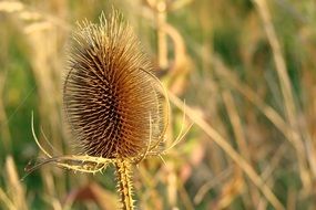 dry field thistle close-up on blurred background