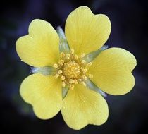 flower yellow petal bloom on a dark background