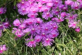 small purple pointed flowers