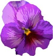 Violet pansy flower clipart