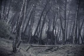 Beautiful black and white photo of the forest in fog