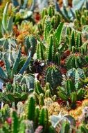 Cactus or Sokkulenten close up