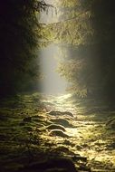 sunny haze among green trees in the forest