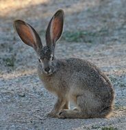 Gray rabbit with big ears