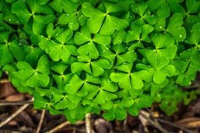 bush of the bright green clover close up