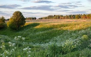 summer green meadow
