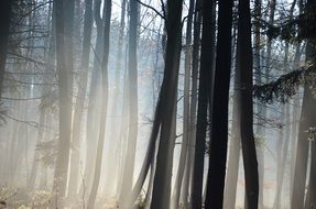 dark tree trunks in the forest