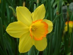 western narcissus flower