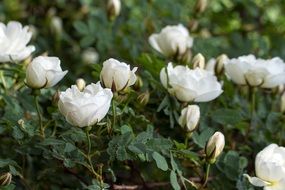 white roses on a bush