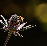 bee pollinating wild purple flower